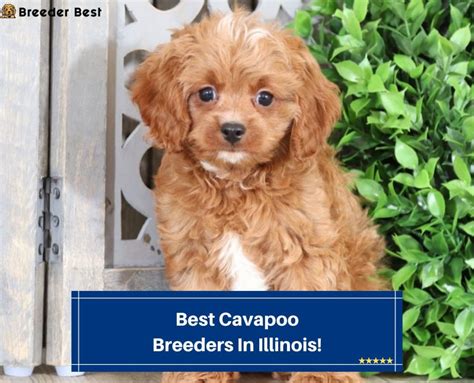 cavapoo breeders in illinois|cavapoo rescue illinois.